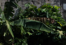 “Una cabaña, la naturaleza y mi corilla”: Imaginando alternativas al encierro psiquiátrico – Entrevista con sobreviviente psiquiátrique